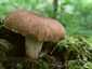 Rőt fagomba (Neolentinus cyathiformis), Budai-hegység